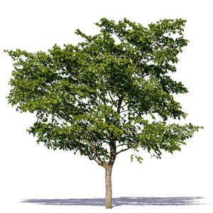 cut out decidious tree in summertime