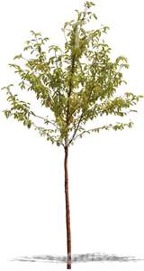 small deciduous tree