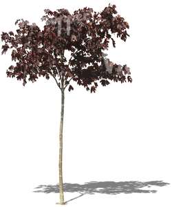 small red maple tree