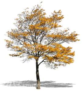 autumn tree with yellow leaves