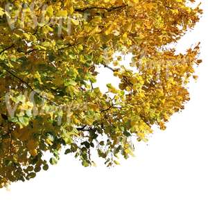 branch of a linden tree with yellow leaves