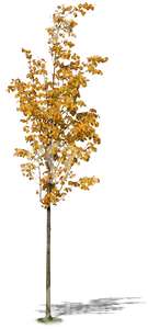 small linden tree with yellow leaves