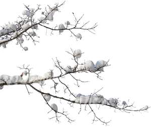 cut out branch covered with snow