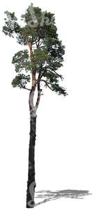 cut out tall pine tree