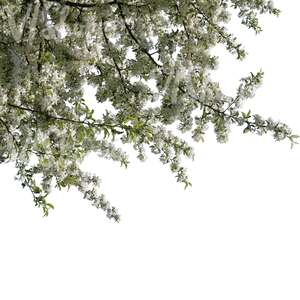 tree branch full of blossoms