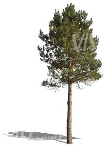 cut out medium size pine tree