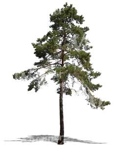 cut out tall pine tree