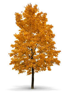 big maple tree in autumn with orange leaves