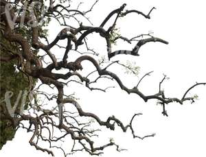 cut out oak branch with small leaves