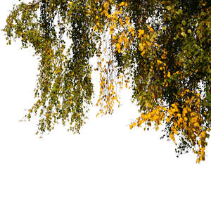 cut out foreground branch of an autumn birch