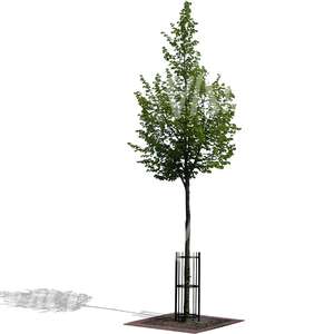 small tree with a support frame