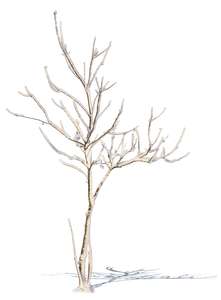 small leafless tree with snow 