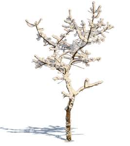 small leafless winter tree