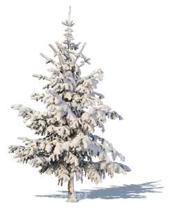 medium snow-covered spruce
