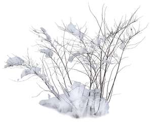 leafless bush covered with snow