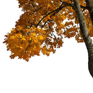maple branch in autumn