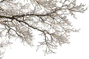 winter tree branch covered with snow