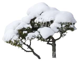 small pine tree covered with snow