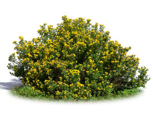 blooming yellow tundra rose 