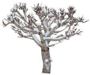 leafless tree with snow