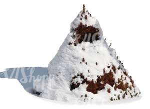 decorative fir covered with snow