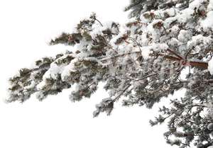 pine branch covered with snow