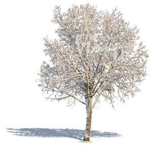 leafless tree with a big crown covered with snow