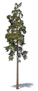 cut out tall pine tree