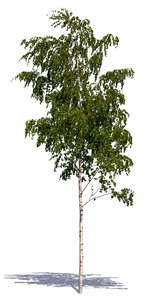 small birch