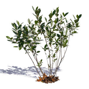 bush with sparse foliage