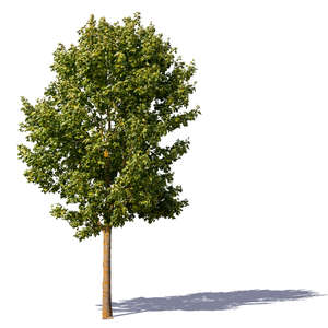 maple tree in sunlight