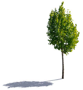 small backlit linden tree