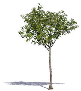 small deciduous tree