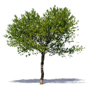 medium size deciduous tree