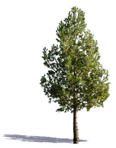 cut out small pine tree