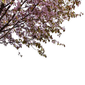 branch with pink blossoms
