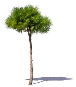 small pine tree