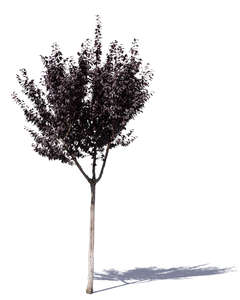 small purple plum tree