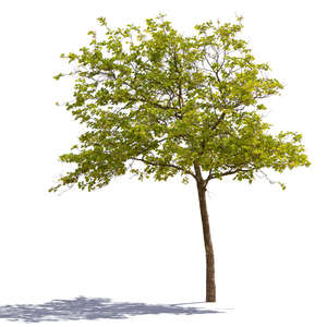 backlit tree with light green leaves