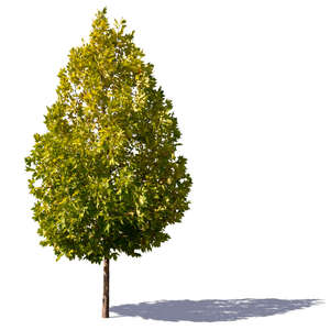 cone shaped maple tree