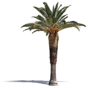 classical palm tree