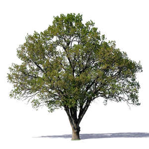 sidelit oak tree