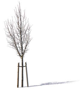 small winter tree with support crate