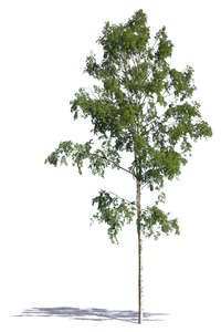 betula pendula