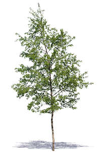 medium size deciduous tree