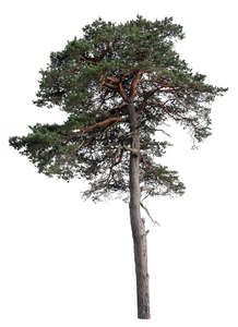 big pine tree in shade