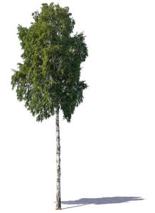tall birch tree
