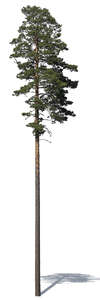 cut out tall pine tree