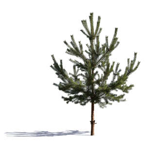 cut out small pine tree