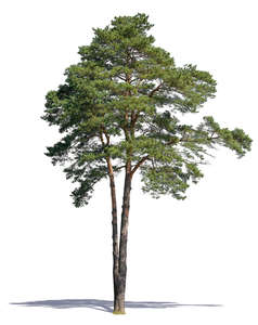 cut out pine tree